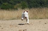 BULL TERRIER 068